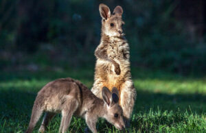 Council ‘flying blind’ on sustainability targets