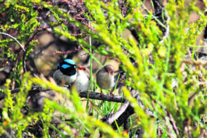 Call for bird watchers