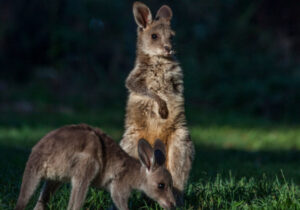 Miles and Linard told to save Ipswich forest