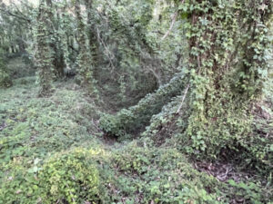 Invasive pest choking bushland