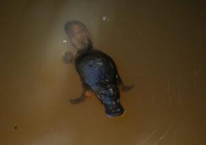 Platypus-killing yabby nets at creek