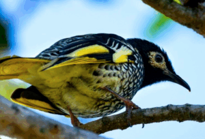 Ipswich of critical concern in environment report