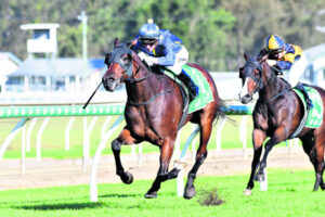 Majestic gelding shows true colours for Schweida