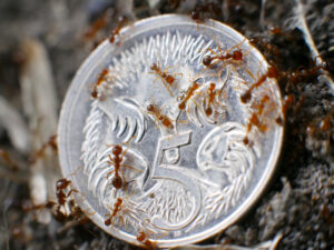 RAAF denies rumours of 20,000 fire ants nests