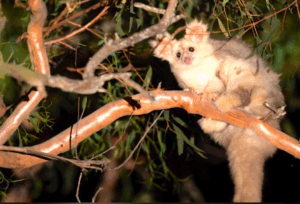 Near extinct Greater Gliders on Stockland site