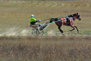 Border Trots 16th August 2023