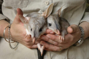 Baby bilbies this year’s star attraction