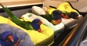 Experts: are fire ant baits killing lorikeets, bats?