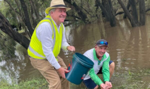 More native cod releases