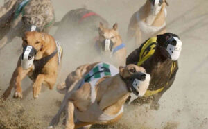 Report: doping, lenient jail time, ‘disappeared’ dogs