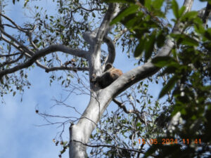 Ric Nattrass trees hacked up in $40,000 council job