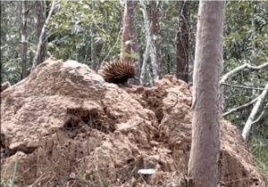 EDITORIAL: Development at a cost