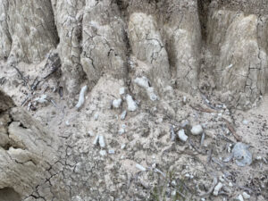 Authorities turn a blind eye to ancient reef