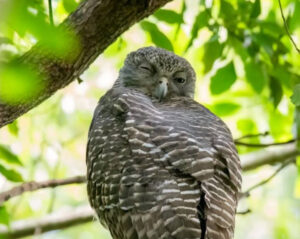 Forest decision on March 21