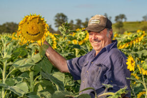 Fields of gold backdrop to night of music, fireworks