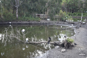 Parkland set to be transformed into wetlands
