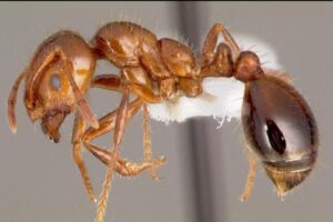 Fire Ants a threat to native wildlife
