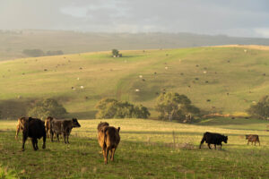 MLA slams China’s beef safeguard