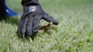 Cane Toad bust jumps into Ipswich