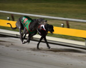 Golden winners at the Q